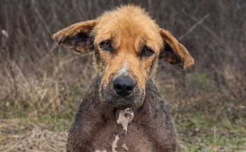 Zvali su ga ružnim — a onda su ga ostavili kao da nikada nije bio dio njihove porodice. 💔🐶