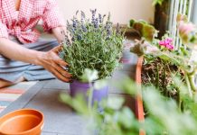Trik za savršenu lavandu u saksiji: Bujaće kao nikad, a ova 4 koraka prave ogromnu razliku
