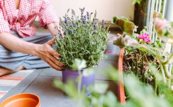 Trik za savršenu lavandu u saksiji: Bujaće kao nikad, a ova 4 koraka prave ogromnu razliku