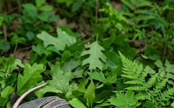 Jutros sam zalijevala cvijeće u dvorištu kada sam odjednom primijetila kraj ograde dva čudna čahurasta oblika prekrivena debelim ljuskama… i čak mi se učinilo da se nešto unutra lagano miče… Kad sam to otkrila, doživjela sam pravi šok… 😱😱