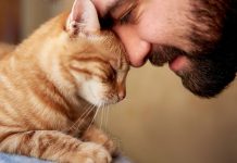 Da srce prepukne: Mačka nije htela da napusti grob vlasnika 6 godina