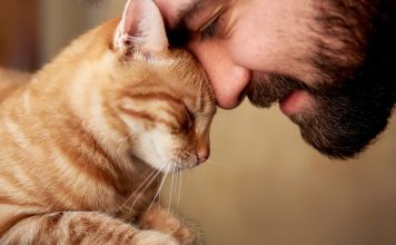 Da srce prepukne: Mačka nije htela da napusti grob vlasnika 6 godina