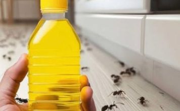 RIJEŠITE SE MRAVA ZA SAMO 4 MINUTE: Pogledajte trik koji djeluje odmah! 🐜🔥