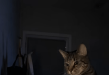 Mačka je svake noći budila svog vlasnika i istjerala je iz spavaće sobe: žena je mislila da mačka ima psihičkih problema dok je nije odnijela veterinaru 😢 😲