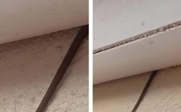 Muškarac je primetio čudan rep koji visi sa plafona — i otkrio odakle zaista potiče.