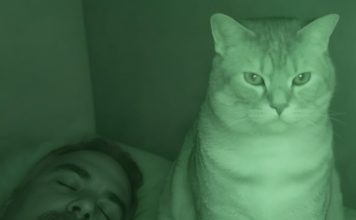 Nisam razumela zašto nas mačka svake noći posmatra mene i mog muža dok spavamo.