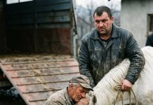 Prodao konja mesaru da plati dugove: Susret posle 5 godina ledi krv u žilama