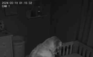 Novi roditelji su primetili da njihov pas svake noći sedi pored kreveca, ne mrdajući — pa su odlučili da postave kameru 😱😱
