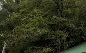 Ovo nije bio film: žena je trčala za život prema garaži… a onda se kombi zaustavio točno iza nje