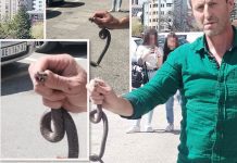 Poznati zmijolovac otkrio šta da uradite ako vas ujede zmija: Ovako prepoznajte otrovnicu od bezopasne vrste
