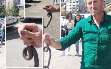 Poznati zmijolovac otkrio šta da uradite ako vas ujede zmija: Ovako prepoznajte otrovnicu od bezopasne vrste
