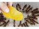 Domaći TRIK za rješavanje mrava u vikendici i vrtu: Samo ga stavim na zemlju i sutradan mrava nema!