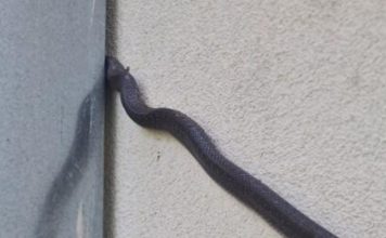Zmije su počele da ulaze i u zgrade, kruže jezivi snimci iz srpskih gradova: Ako ih vidite, ovo nikako ne radite