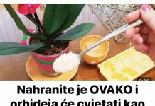 Nahranite je OVAKO i orhideja će cvjetati kao luda, obilno i dugotrajno