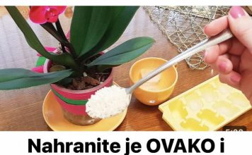 Nahranite je OVAKO i orhideja će cvjetati kao luda, obilno i dugotrajno