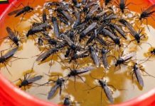 KOMARCI nestaju kao ludi uz ovaj GENIJALAN trik! 😱🦟 Bez struje, bez otrova i bez skupih preparata — metoda koja uništava milione komaraca i stvarno djeluje!