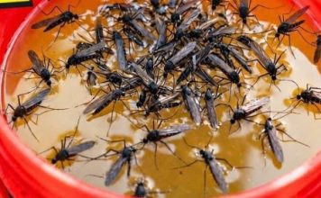 KOMARCI nestaju kao ludi uz ovaj GENIJALAN trik! 😱🦟 Bez struje, bez otrova i bez skupih preparata — metoda koja uništava milione komaraca i stvarno djeluje!