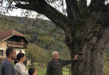 Djed je cijeli život branio da posijeku staru krušku — a nakon njegove smrti u deblu su pronašli tajnu koju je čuvao sedamdeset godina