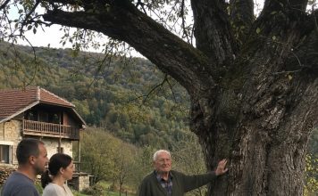 Djed je cijeli život branio da posijeku staru krušku — a nakon njegove smrti u deblu su pronašli tajnu koju je čuvao sedamdeset godina