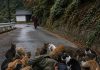 Punih dvadeset i dvije godine hranio je gotovo dvjesto napuštenih mačaka, a kad se srušio među njima, njihova živa barikada razotkrila je obiteljsku izdaju i tajnu nestale kćeri