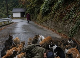 Punih dvadeset i dvije godine hranio je gotovo dvjesto napuštenih mačaka, a kad se srušio među njima, njihova živa barikada razotkrila je obiteljsku izdaju i tajnu nestale kćeri