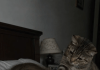 Mačka je svake noći budila svoju vlasnicu i terala je iz spavaće sobe: žena je mislila da životinja ima psihičke probleme, sve dok je nije odvela veterinaru 😢😲