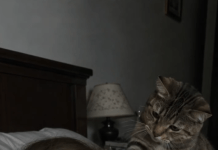 Mačka je svake noći budila svoju vlasnicu i terala je iz spavaće sobe: žena je mislila da životinja ima psihičke probleme, sve dok je nije odvela veterinaru 😢😲