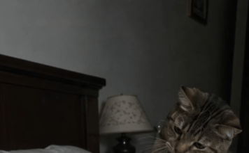 Mačka je svake noći budila svoju vlasnicu i terala je iz spavaće sobe: žena je mislila da životinja ima psihičke probleme, sve dok je nije odvela veterinaru 😢😲