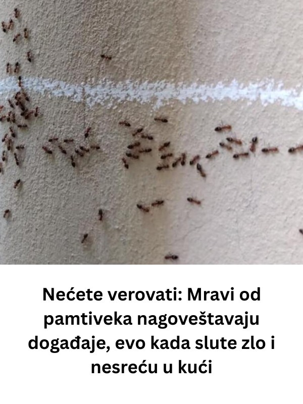 Nećete verovati: Mravi od pamtiveka nagoveštavaju događaje, evo kada slute zlo i nesreću u kući - featured image Nećete verovati: Mravi od pamtiveka nagoveštavaju događaje, evo kada slute zlo i nesreću u kući - featured image