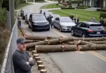 Posekli su mi drveće zbog svog „pogleda“ – pa sam zatvorio jedini put koji vodi do njihovog komšiluka