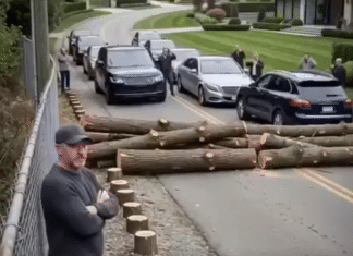 Posekli su mi drveće zbog svog „pogleda“ – pa sam zatvorio jedini put koji vodi do njihovog komšiluka